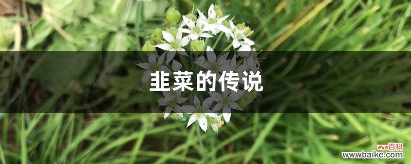 韭菜的传说