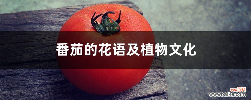 番茄的花语及植物文化