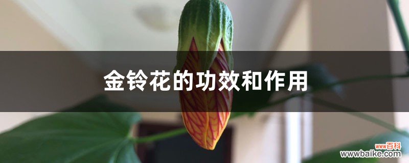 金铃花的功效和作用