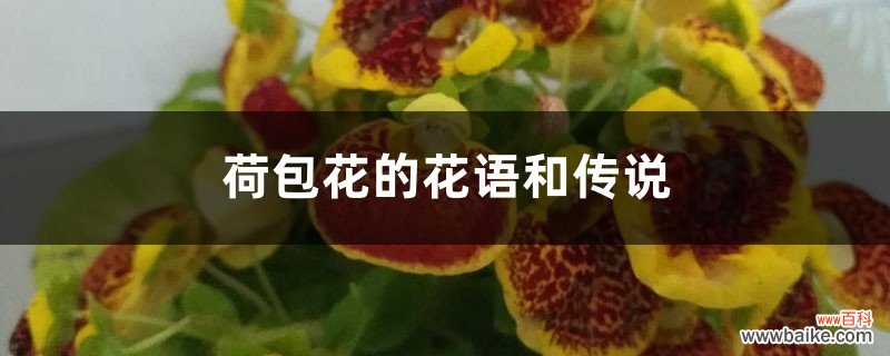 荷包花的花语和传说