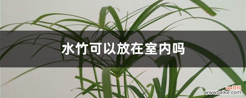 水竹可以放在室内吗