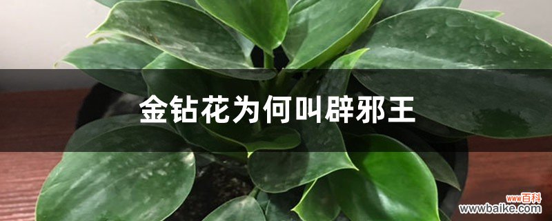 金钻花为何叫辟邪王