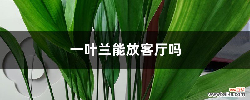 一叶兰能放客厅吗