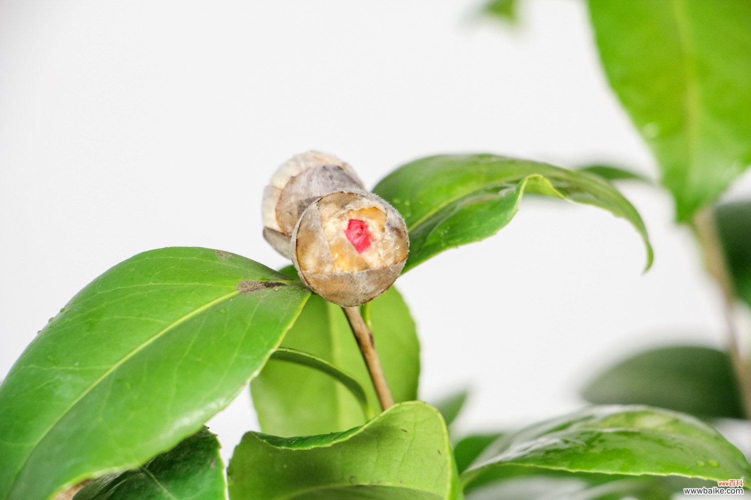 茶花能养在室内吗