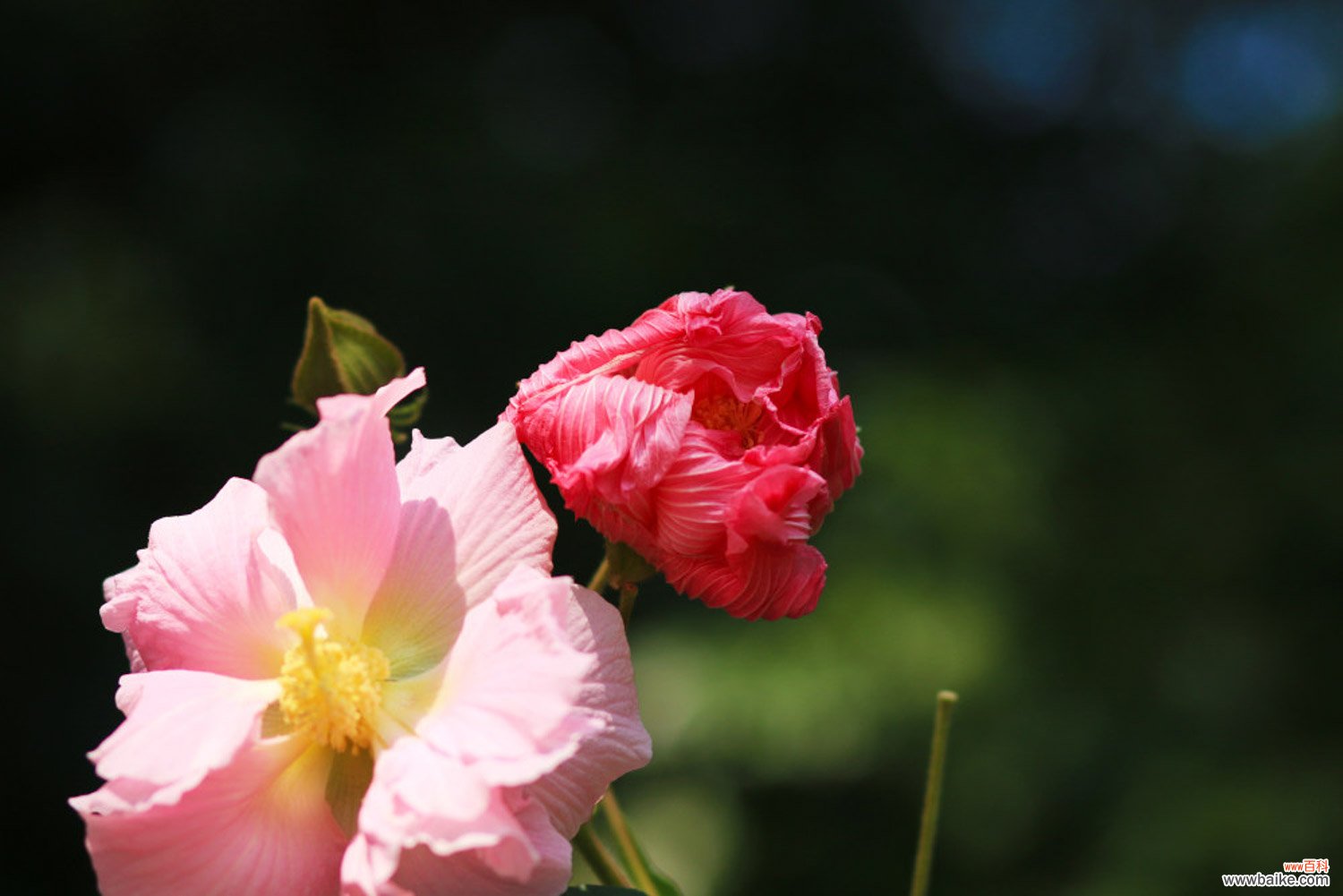 木芙蓉花什么时候开花