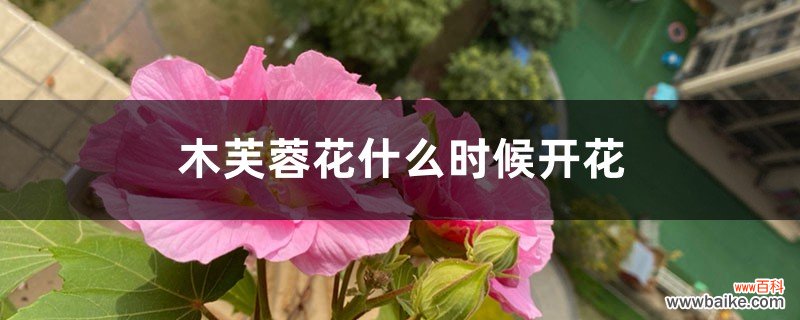 木芙蓉花什么时候开花