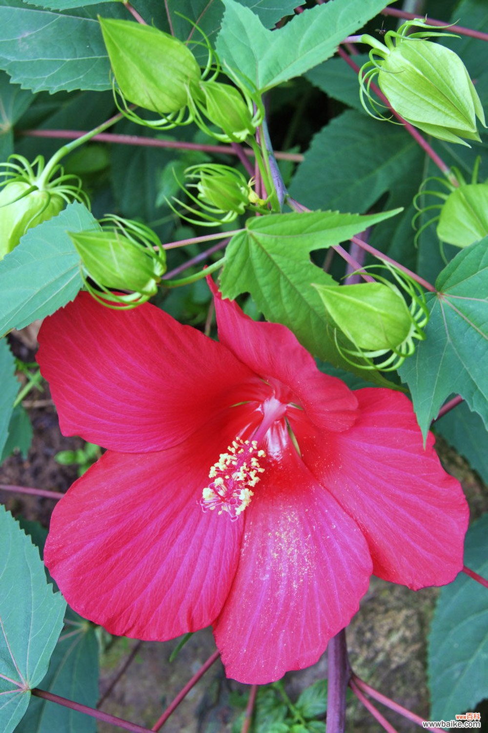 木芙蓉花什么时候开花