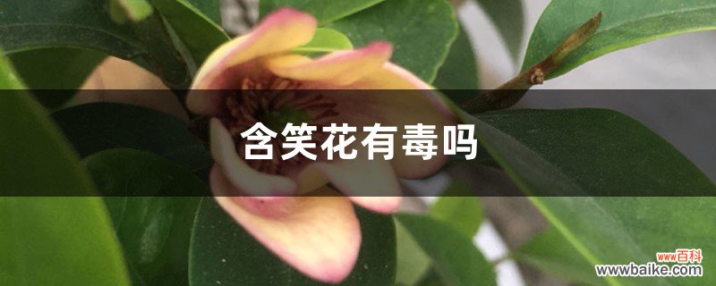 含笑花有毒吗