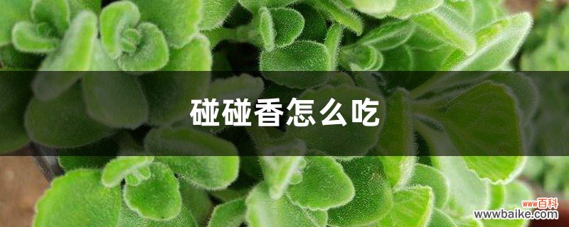 碰碰香怎么吃