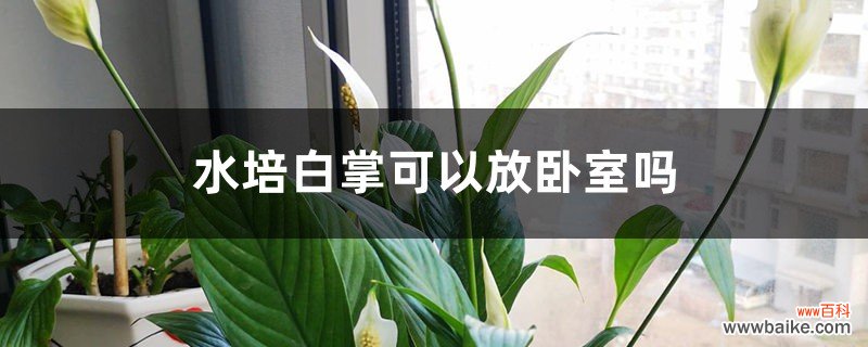 水培白掌可以放卧室吗