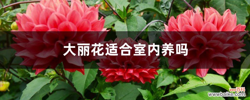 大丽花适合室内养吗