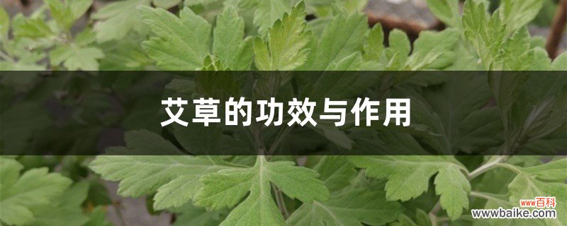 艾草的功效与作用