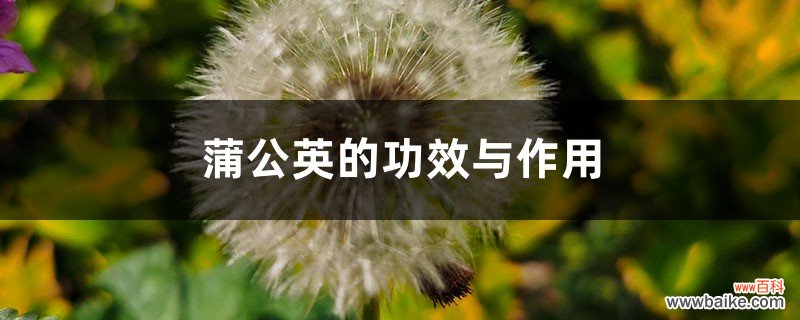 蒲公英的功效与作用