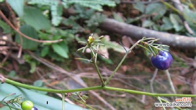 山菅有毒吗