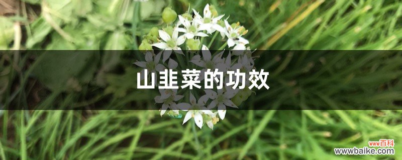 山韭菜的功效