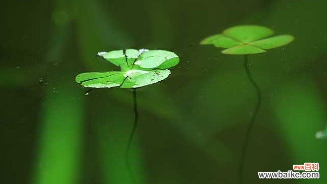 浮萍的功效与作用