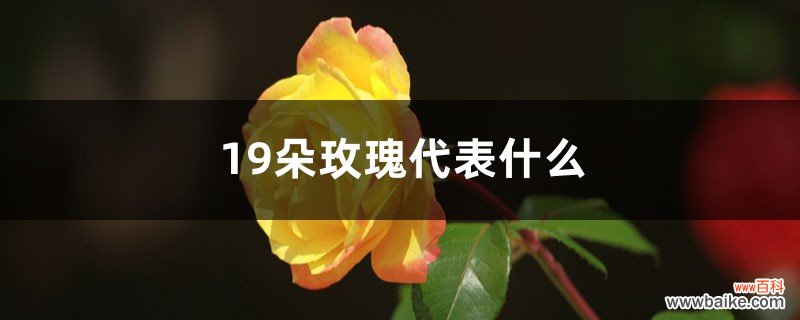 19朵玫瑰代表什么