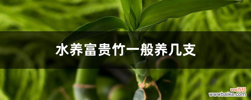 水养富贵竹一般养几支