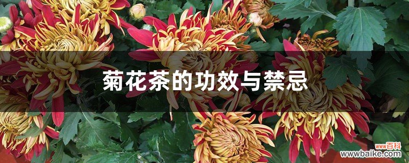 菊花茶的功效与禁忌