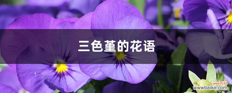 三色堇的花语