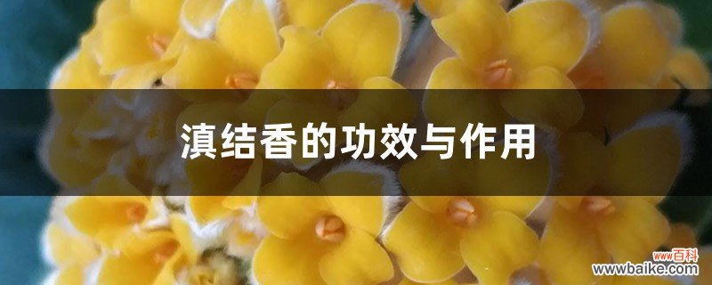 滇结香的功效与作用