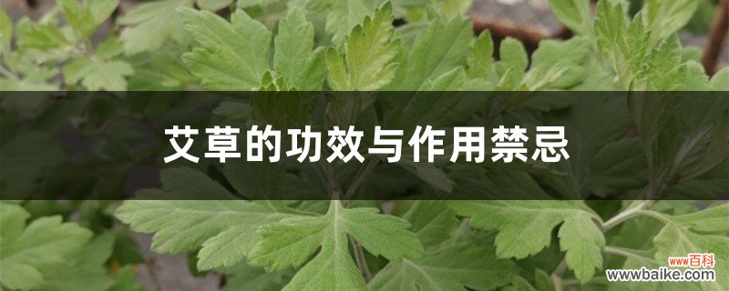 艾草的功效与作用禁忌