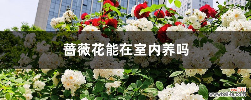 蔷薇花能在室内养吗