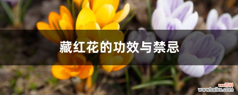 藏红花的功效与禁忌