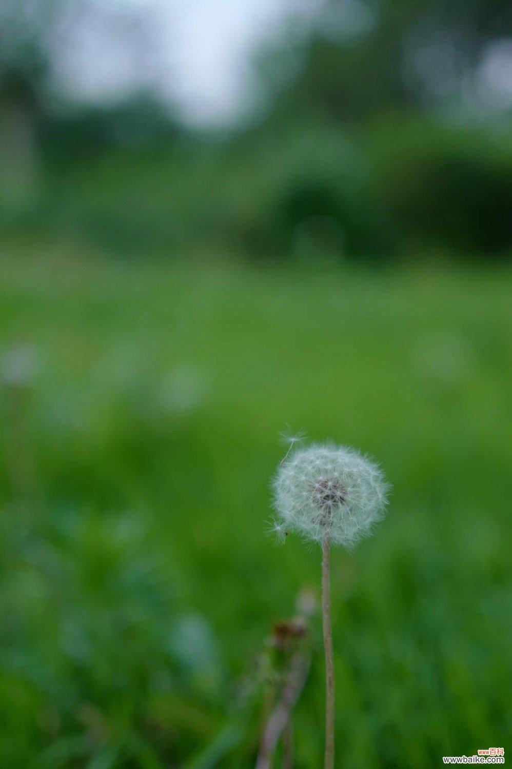 蒲公英茶和什么一起喝