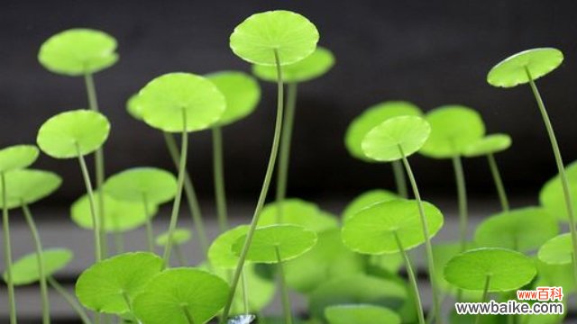 金钱草泡水能天天喝吗