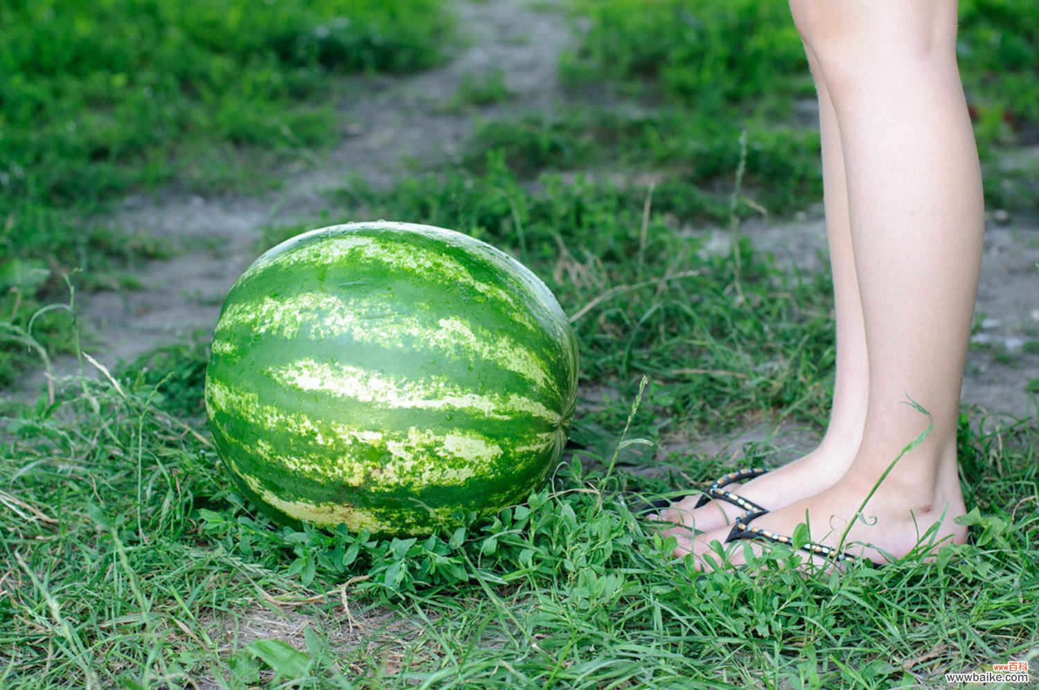孕妇可以吃西瓜吗