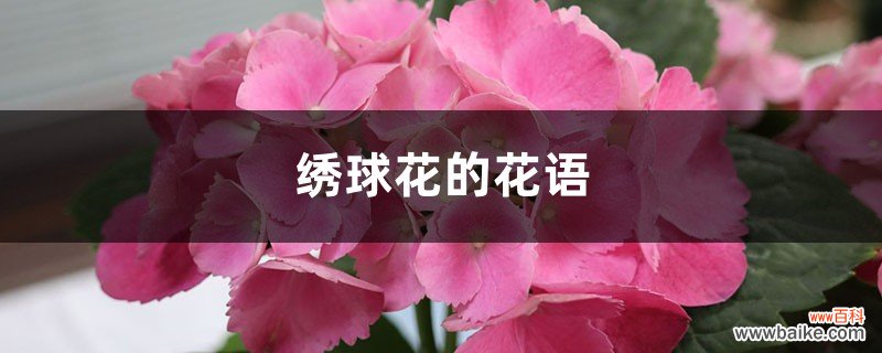 绣球花的花语