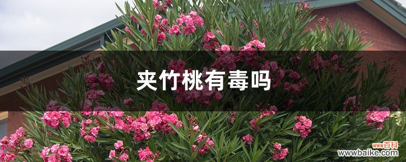 夹竹桃有毒吗