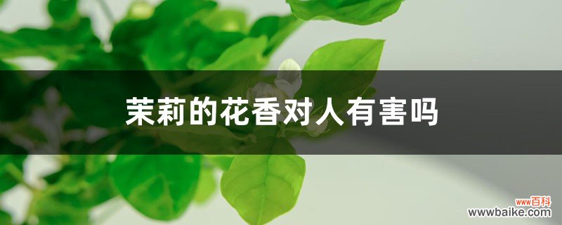 茉莉的花香对人有害吗