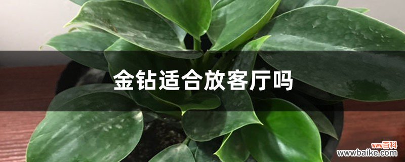 金钻适合放客厅吗