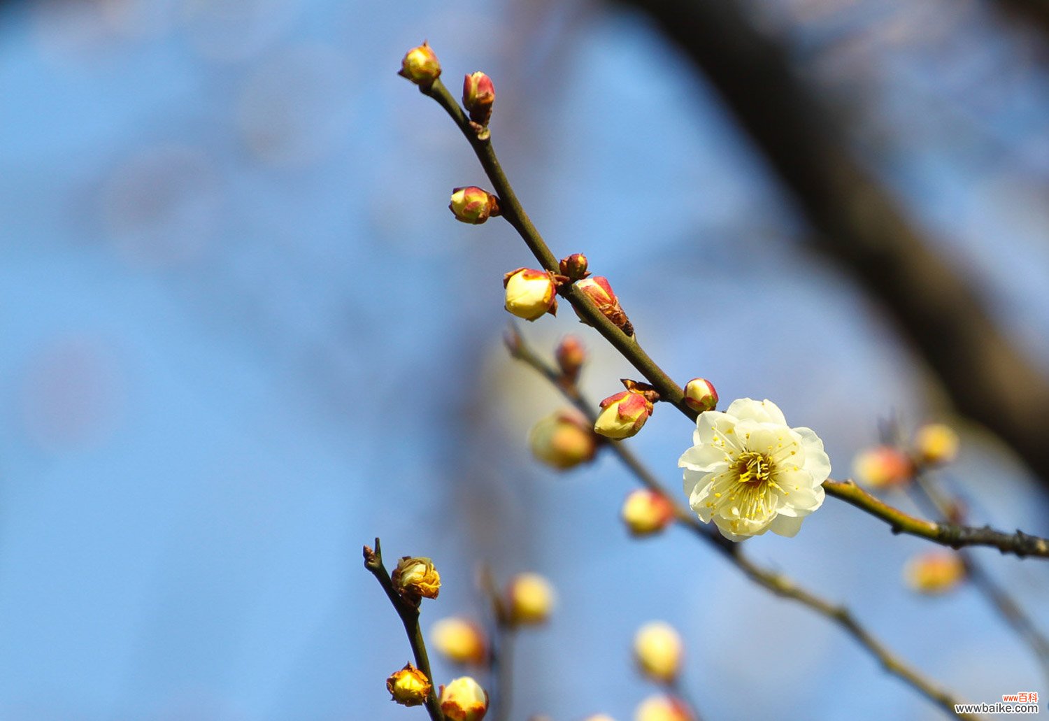 梅花代表什么象征意义