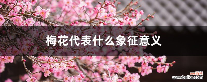 梅花代表什么象征意义