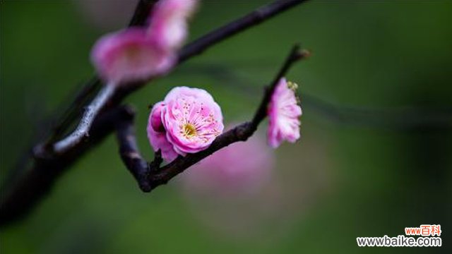 梅兰竹菊的象征意义