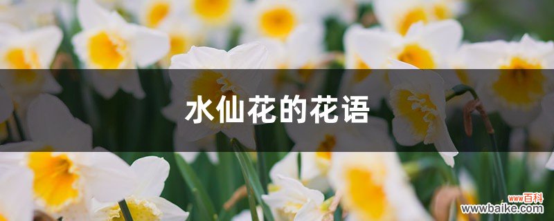 水仙花的花语