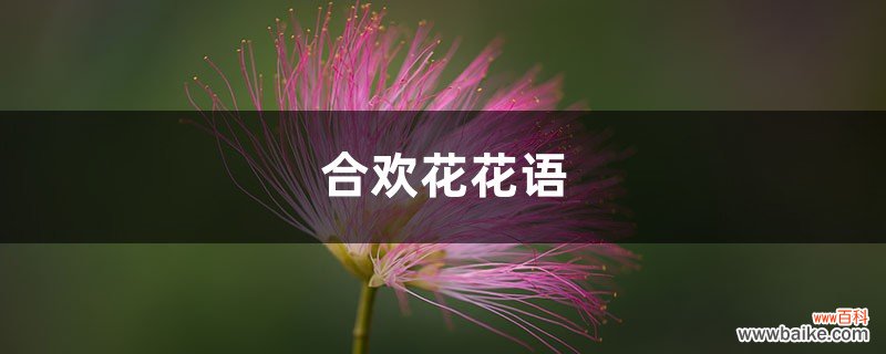 合欢花花语