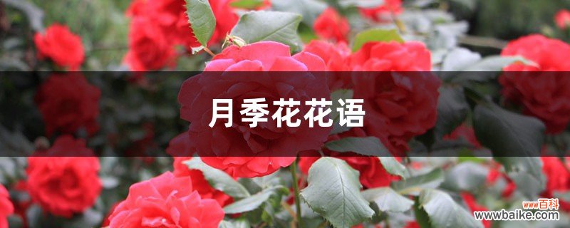 月季花花语