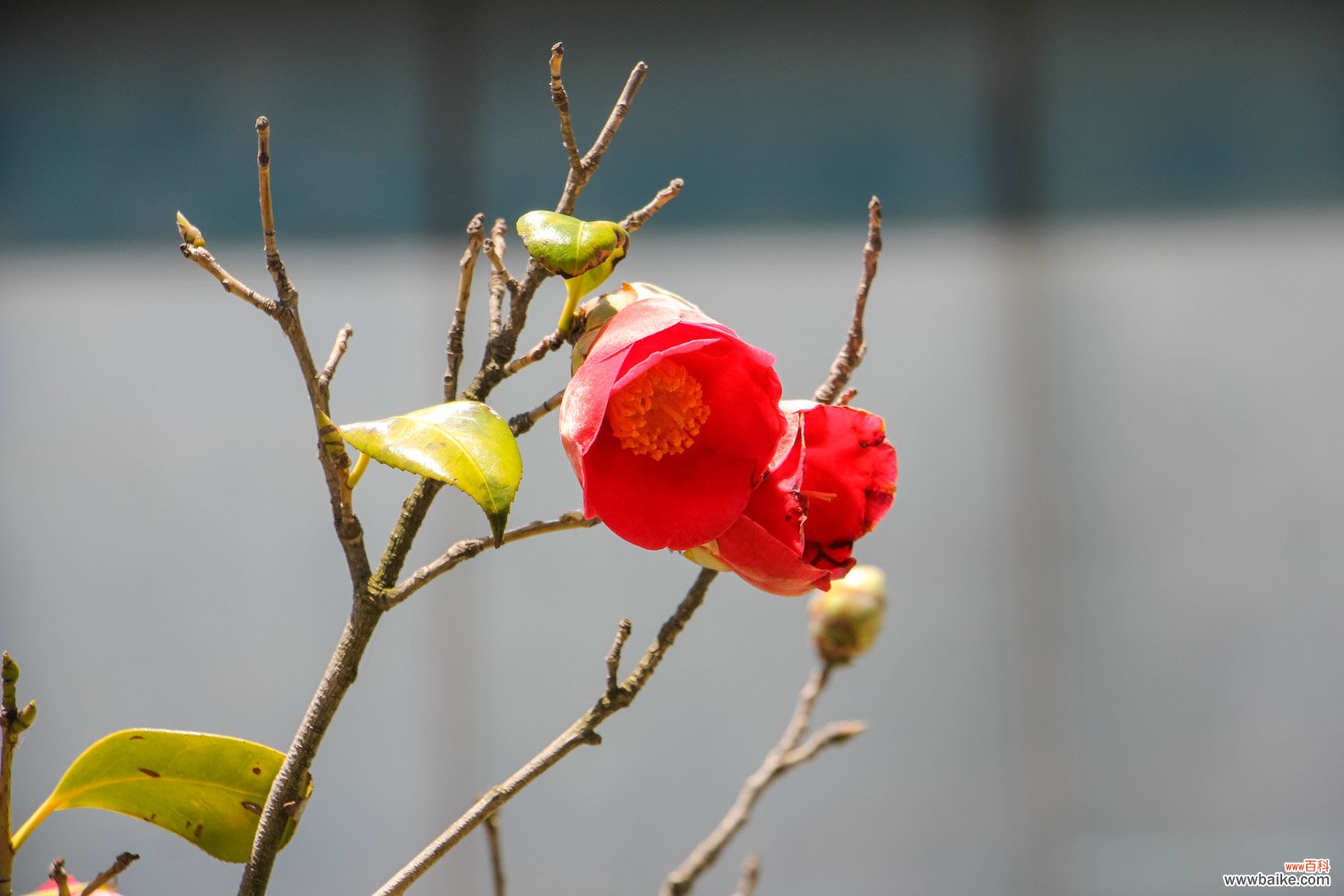 山茶花的花语是什么