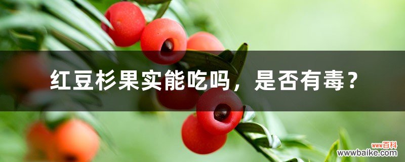 红豆杉果实能吃吗，是否有毒？