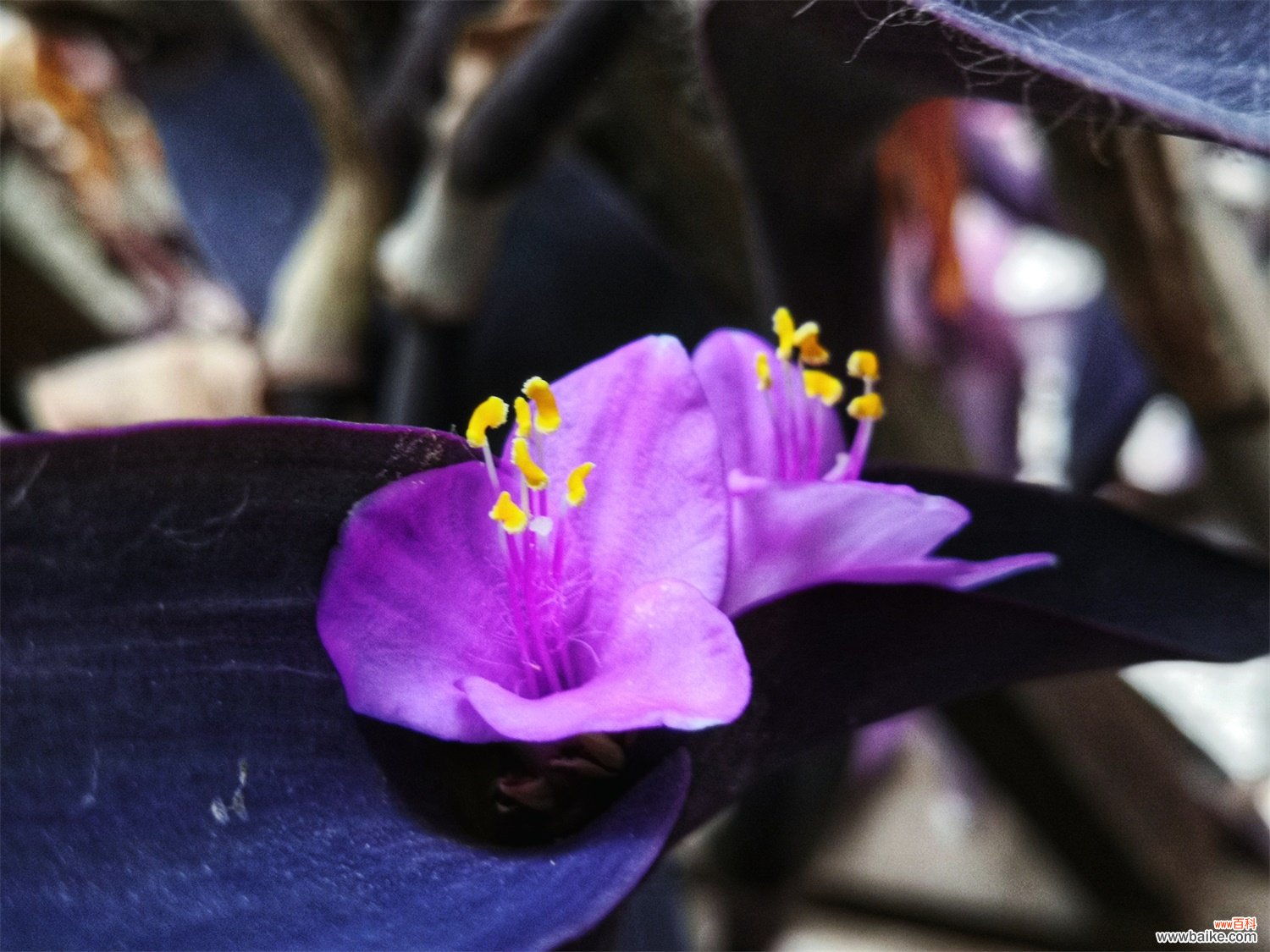紫竹梅花在屋里养对人体有害吗