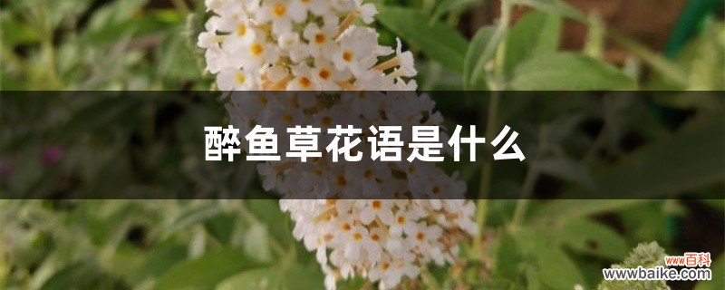 醉鱼草花语是什么