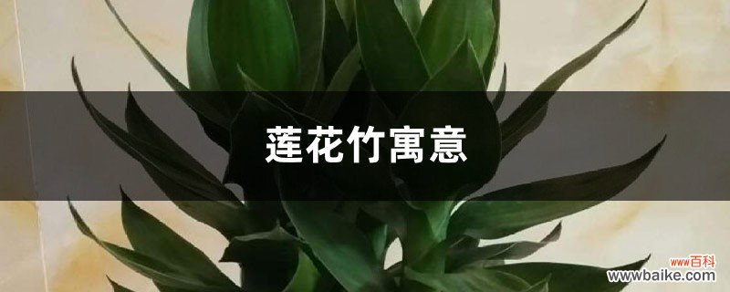 莲花竹寓意和摆放位置