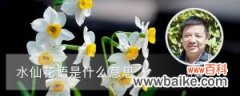 水仙花语是什么意思