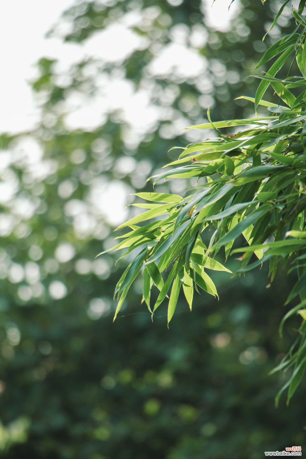 竹子的人生寓意，象征什么精神品质