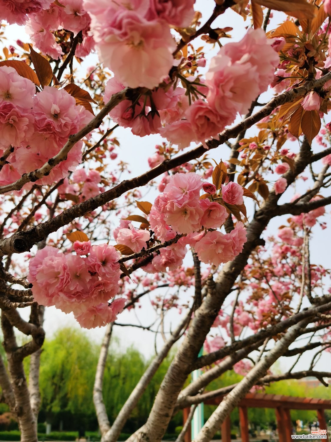 形态特征和养护方法简介 樱花图片