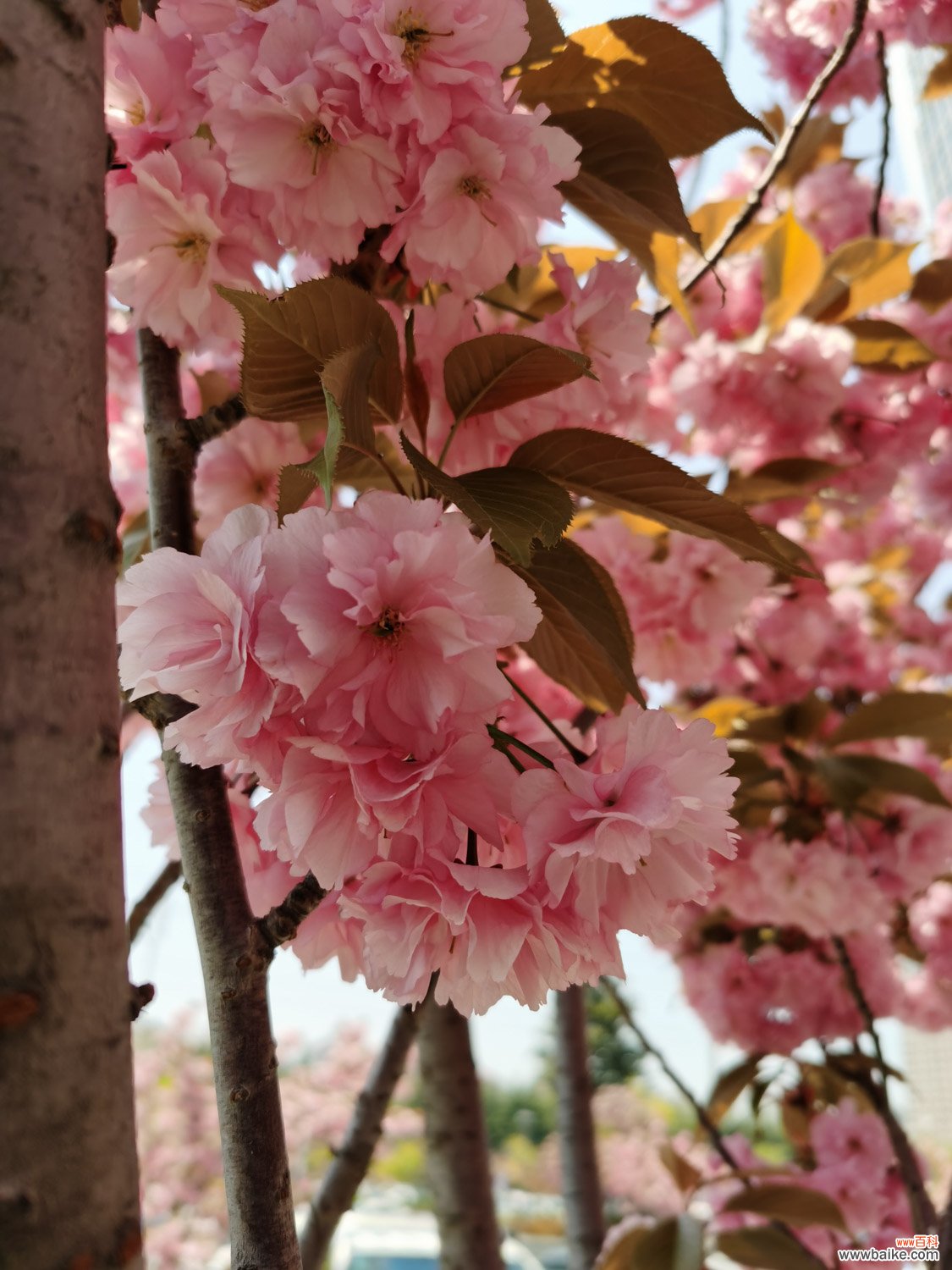 形态特征和养护方法简介 樱花图片